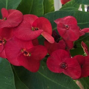 Meet your Posher, Rosa